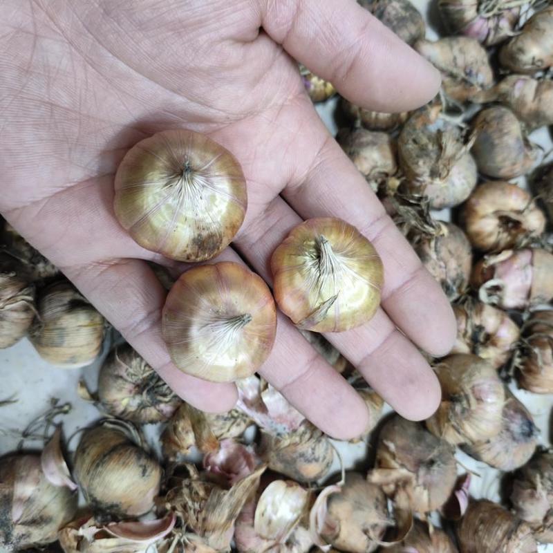 剑兰种球多年生花卉盆栽十三太保唐菖蒲四季室外庭院易种植物