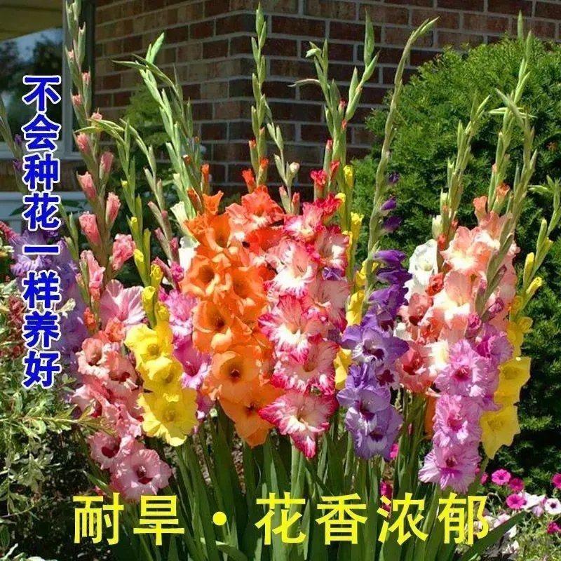 剑兰种球多年生花卉盆栽十三太保唐菖蒲四季室外庭院易种植物