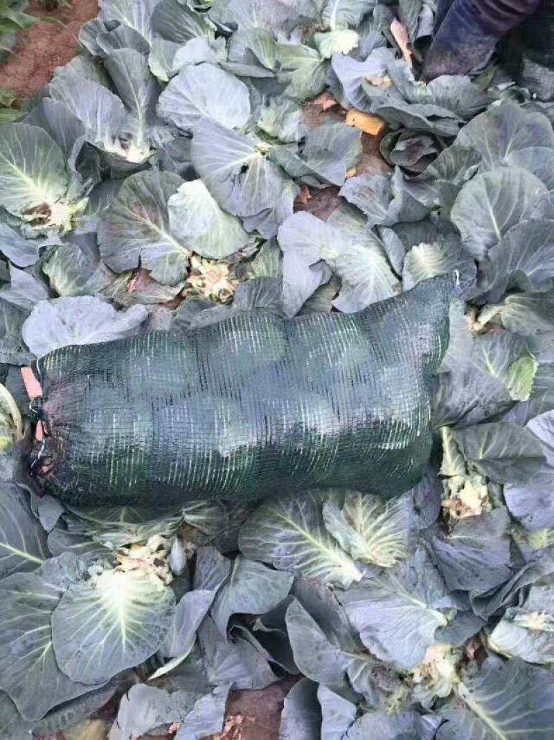 甘蓝铁头甘蓝河北甘蓝产地直发品质保障对接市场