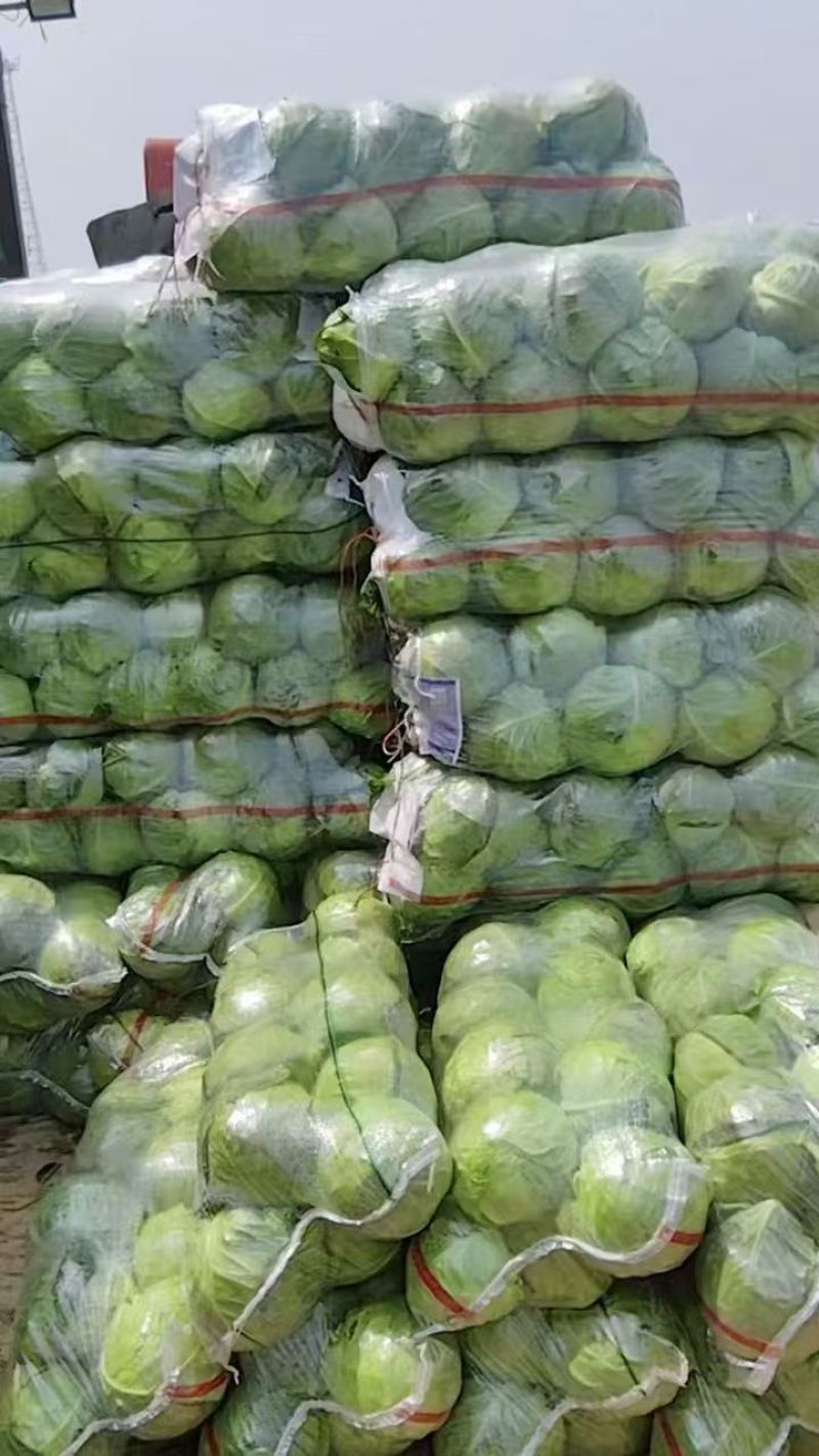 甘蓝铁头甘蓝河北甘蓝产地直发品质保障对接市场
