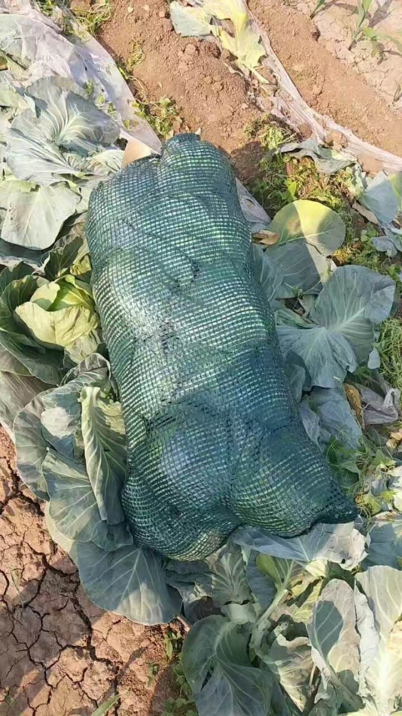 甘蓝铁头甘蓝河北甘蓝产地直发品质保障对接市场