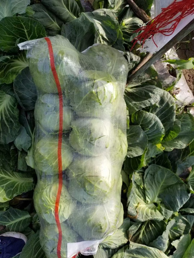 甘蓝铁头甘蓝河北甘蓝产地直发品质保障对接市场