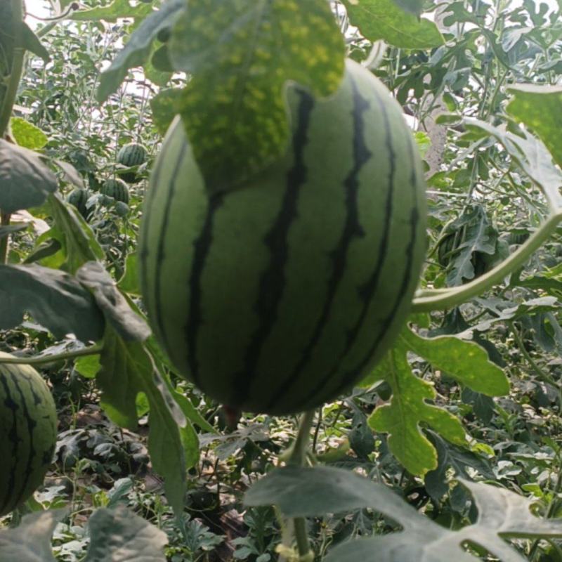 2k小糖丸西瓜