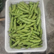 新鲜蚕豆，种植面积大颗粒饱满，颜色鲜艳，欢迎大家光临