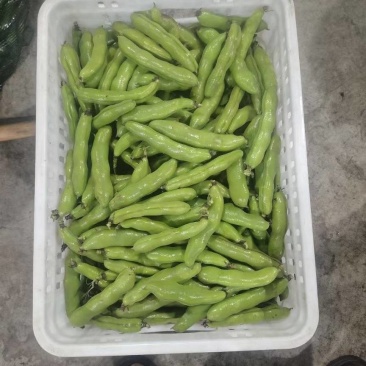 新鲜蚕豆，种植面积大颗粒饱满，颜色鲜艳，欢迎大家光临