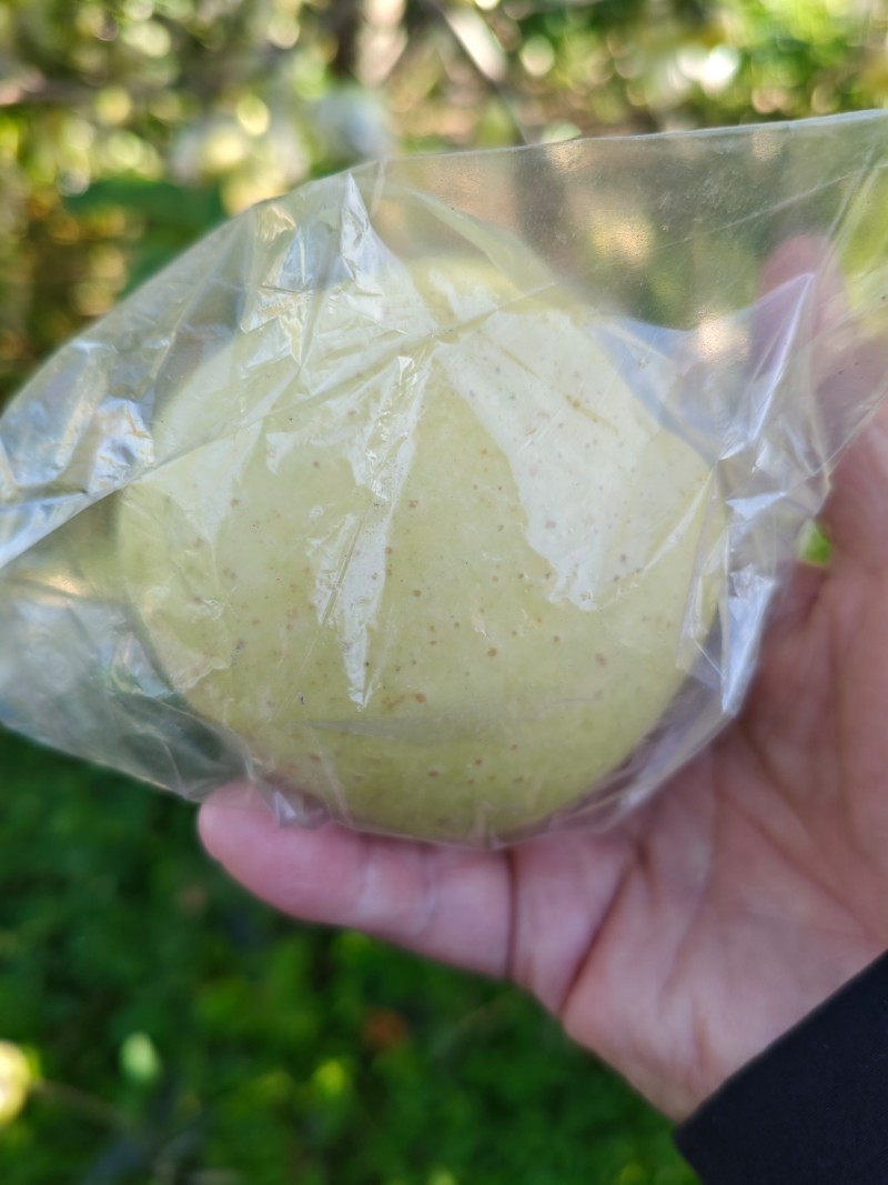 维娜丝黄金苹果，颜色漂亮，果面干净，个头大，口感脆甜爽甜