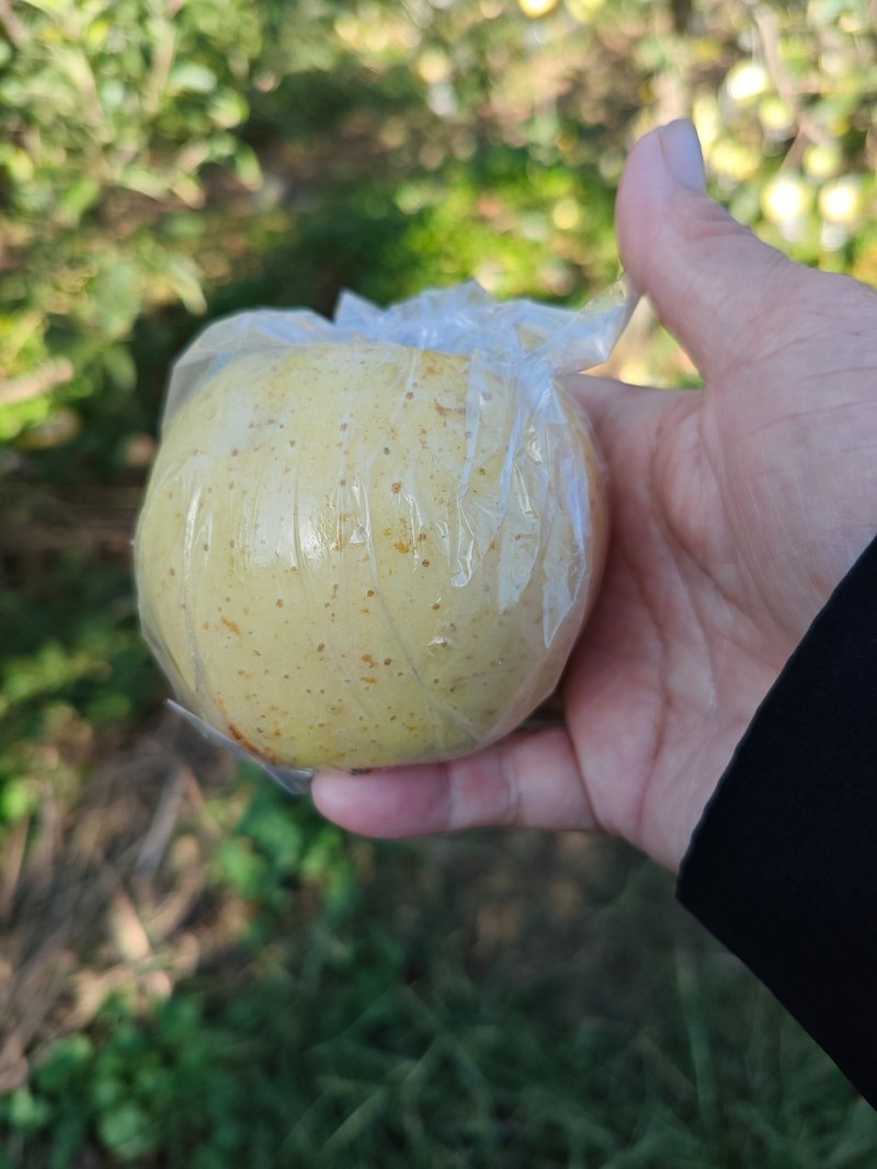 维娜丝黄金苹果，颜色漂亮，果面干净，个头大，口感脆甜爽甜