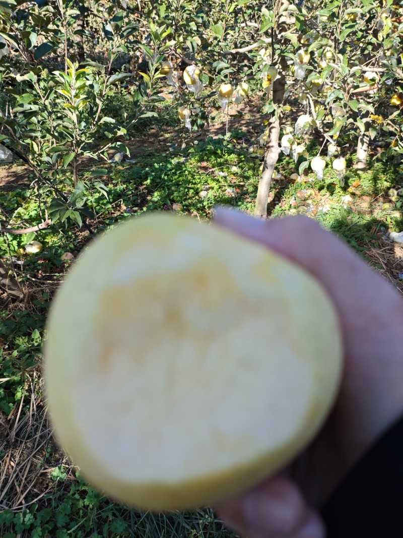 维娜丝黄金苹果，颜色漂亮，果面干净，个头大，口感脆甜爽甜