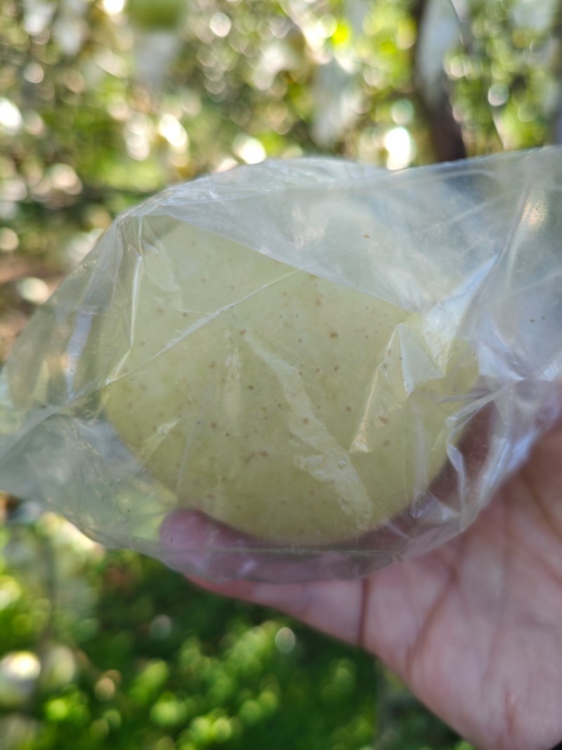 维娜丝黄金苹果，颜色漂亮，果面干净，个头大，口感脆甜爽甜