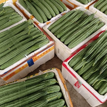 各类精品蔬菜下个月上市