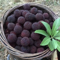 浙江慈溪本土荸荠杨梅，罐头食品厂颗粒饱满，芳甜可口绿色