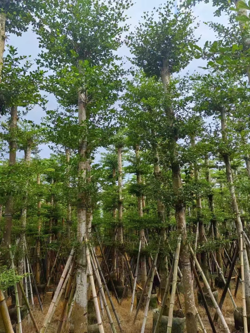 苗木基地直发小叶榄仁各种规格齐全欢迎合作