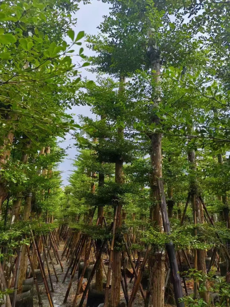 苗木基地直发小叶榄仁各种规格齐全欢迎合作