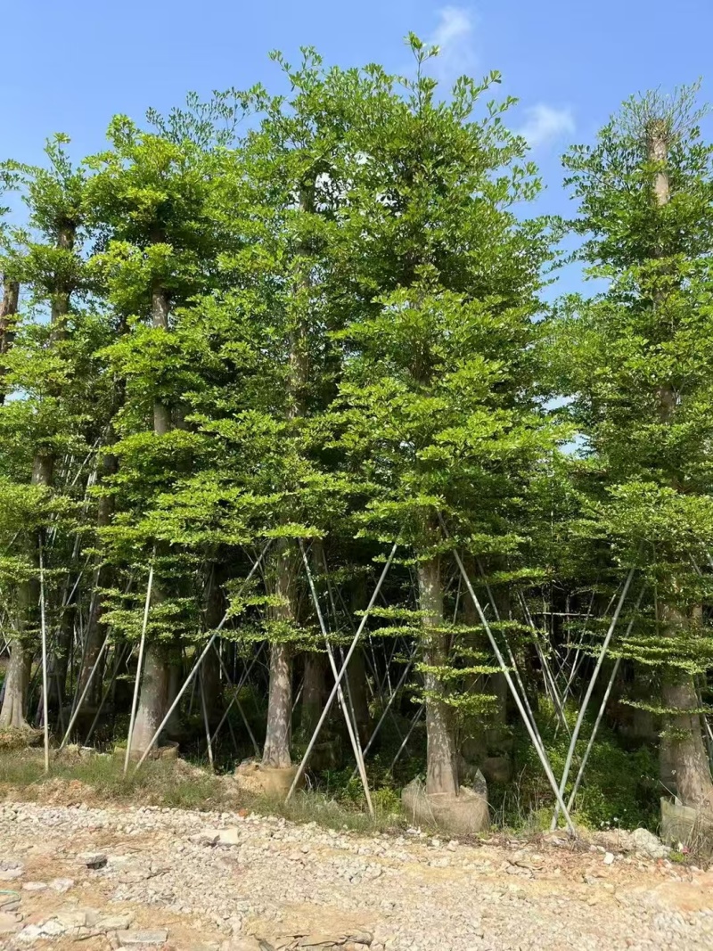 苗木基地直发小叶榄仁各种规格齐全欢迎合作