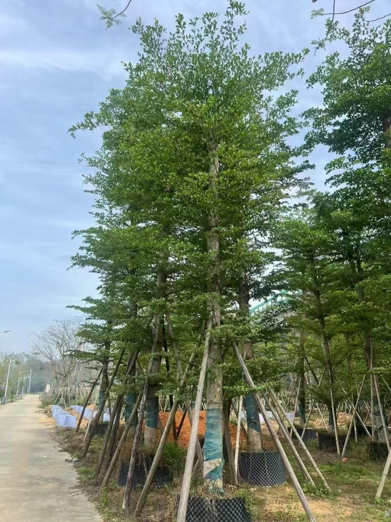 苗木基地直发小叶榄仁各种规格齐全欢迎合作
