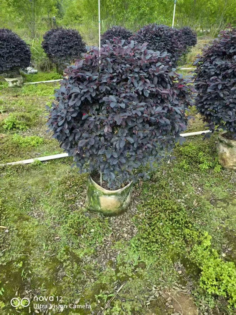 红花继木基地大量上市价格优惠各种规格欢迎来电