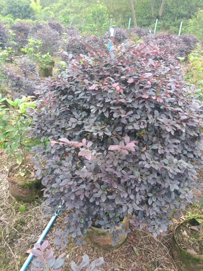 红花继木基地大量上市价格优惠各种规格欢迎来电