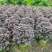 红花继木基地大量上市价格优惠各种规格欢迎来电