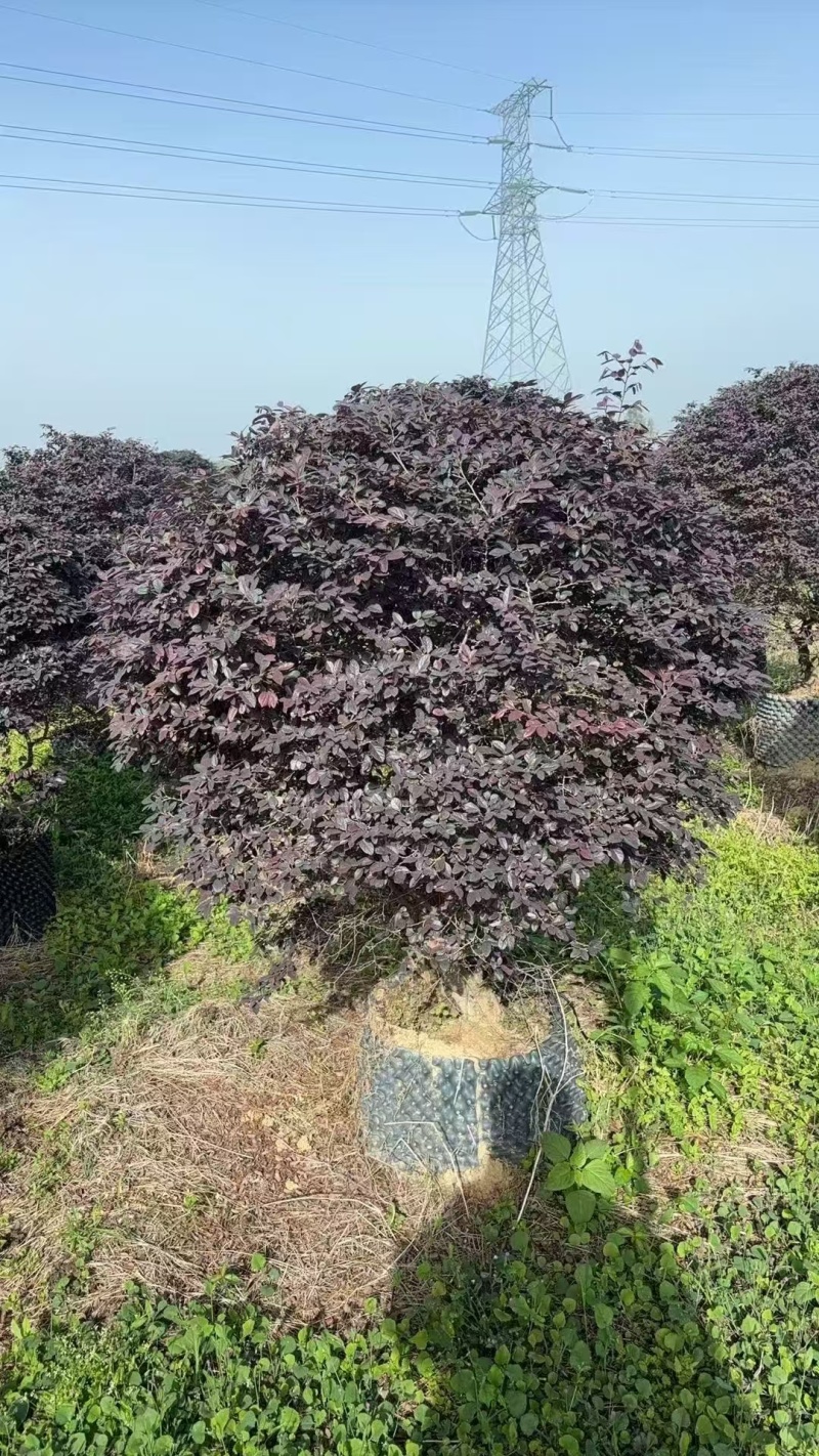 红花继木基地大量上市价格优惠各种规格欢迎来电