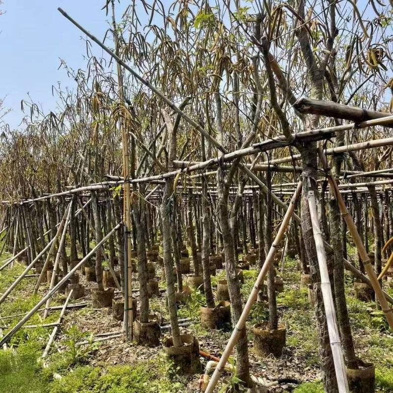 黄花风铃木基地直发价格美丽各种规格可全国发货。