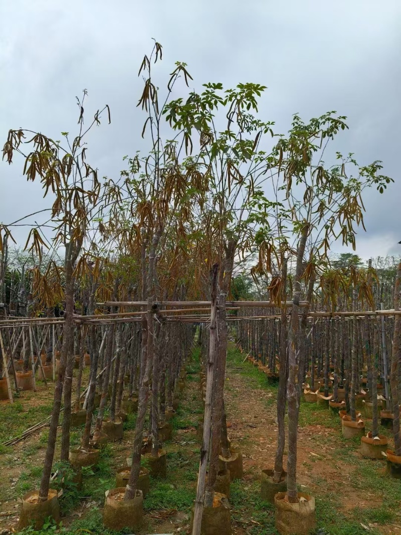 黄花风铃木基地直发价格美丽各种规格可全国发货。