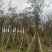 黄花风铃木基地直发价格美丽各种规格可全国发货。