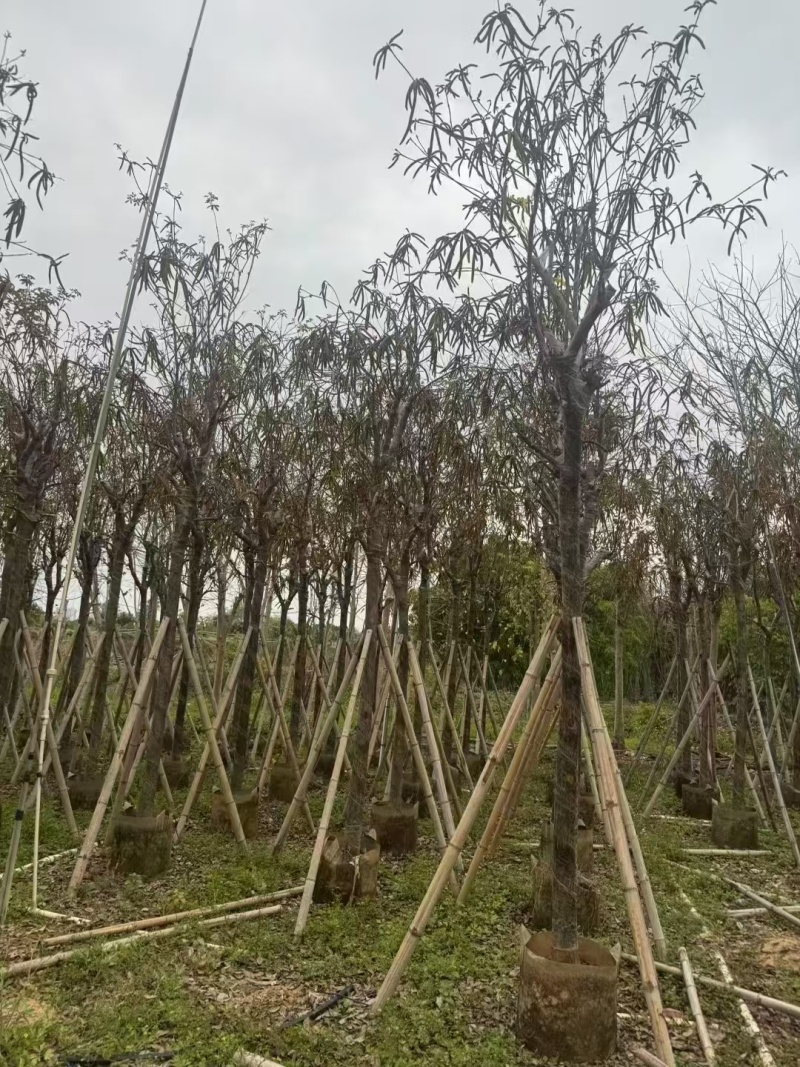黄花风铃木基地直发价格美丽各种规格可全国发货。
