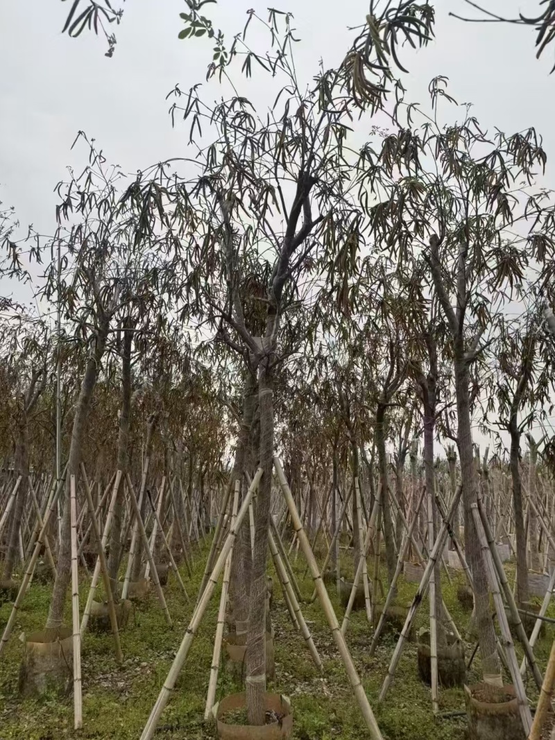 黄花风铃木基地直发价格美丽各种规格可全国发货。