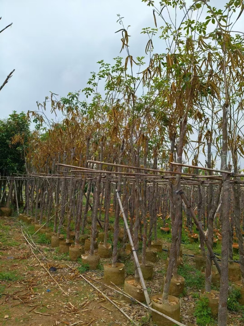 黄花风铃木基地直发价格美丽各种规格可全国发货。