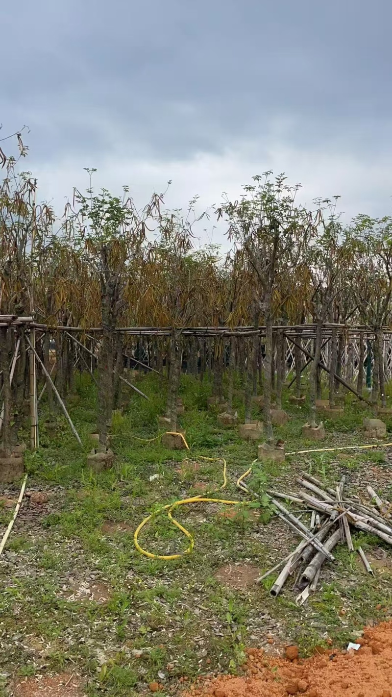 黄花风铃木基地直发价格美丽各种规格可全国发货。