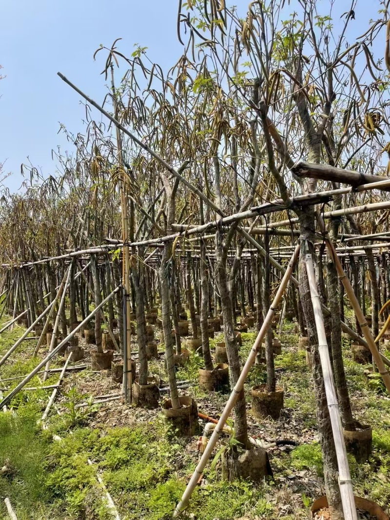 黄花风铃木基地直发价格美丽各种规格可全国发货。