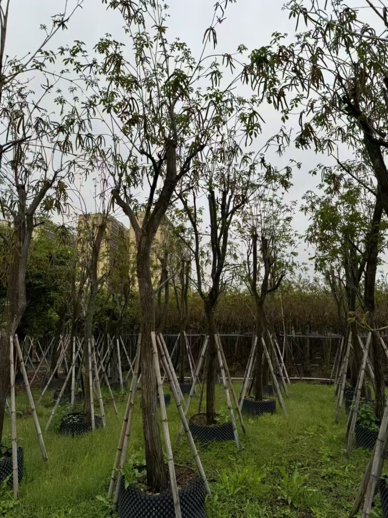 黄花风铃木基地直发价格美丽各种规格可全国发货。