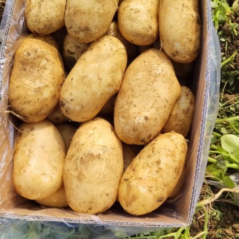 土豆