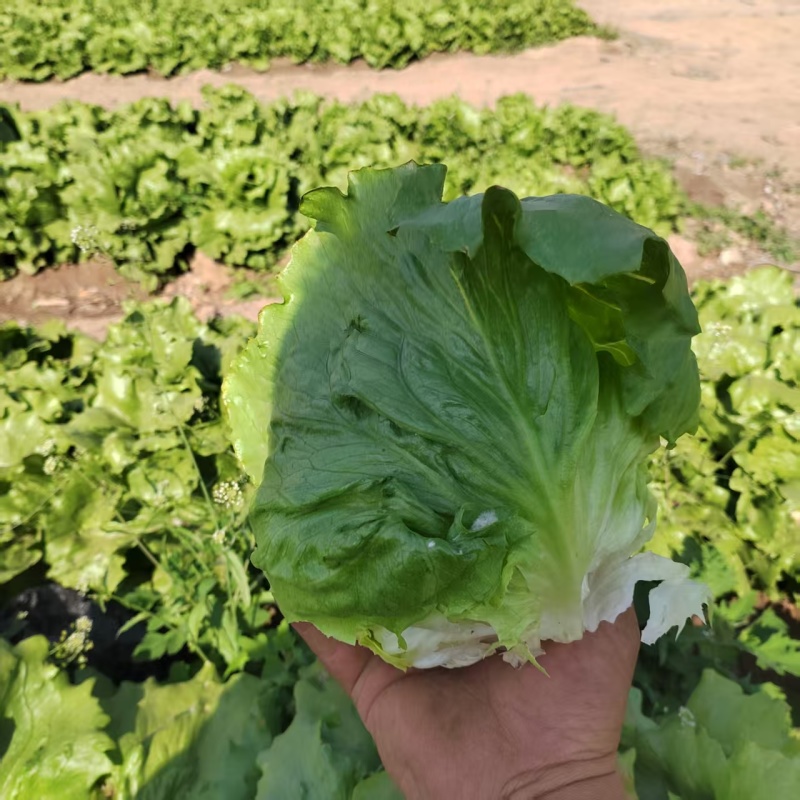球生菜园生菜一手货源基地直发货源充足量大从优