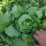 球生菜园生菜一手货源基地直发货源充足量大从优