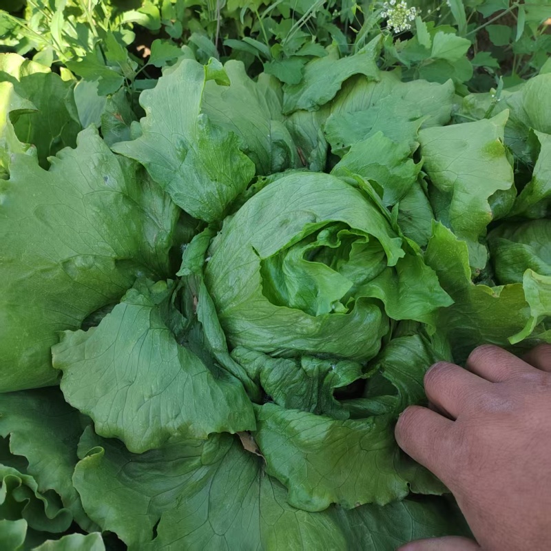 球生菜园生菜一手货源基地直发货源充足量大从优