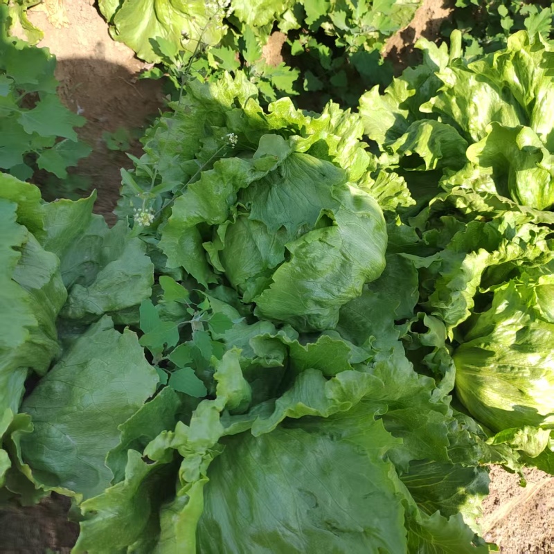 球生菜园生菜一手货源基地直发货源充足量大从优