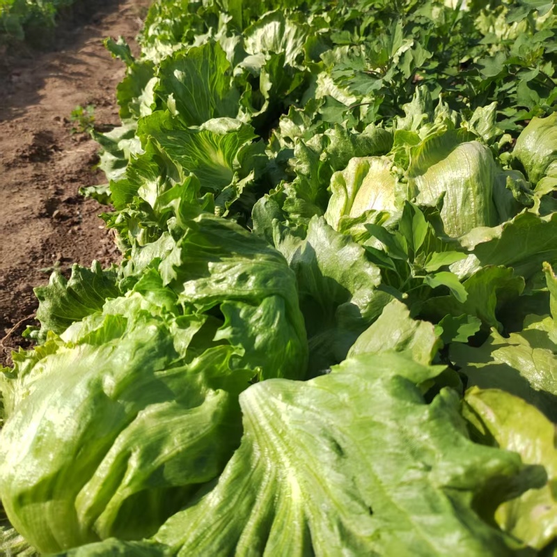 球生菜园生菜一手货源基地直发货源充足量大从优
