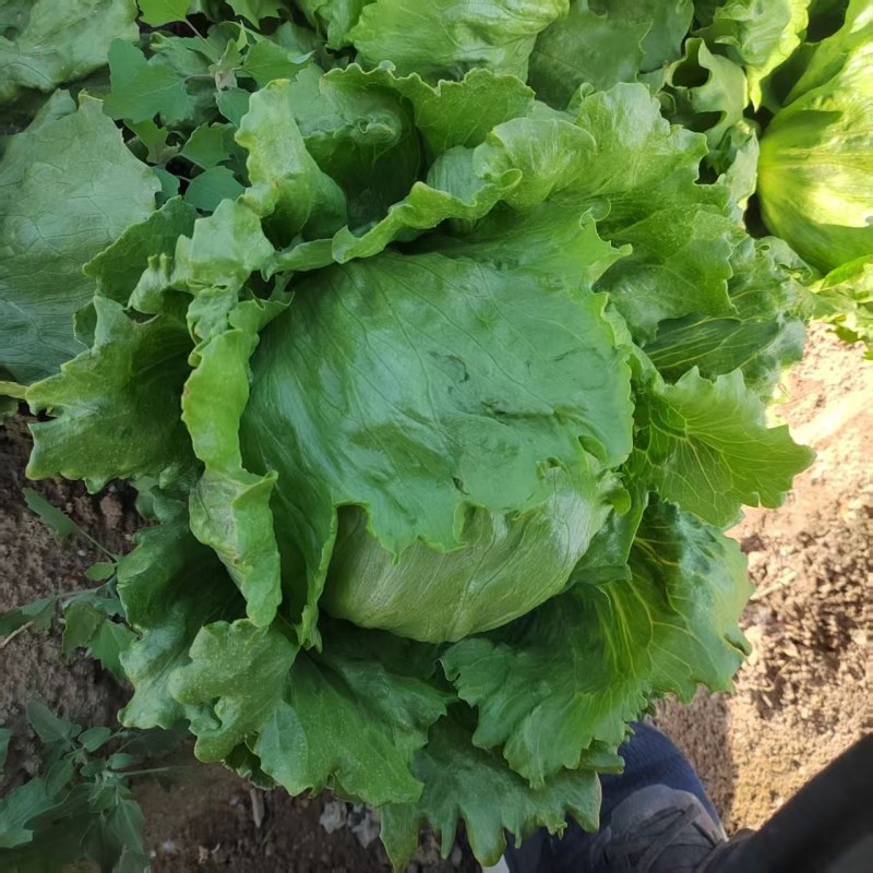 球生菜园生菜一手货源基地直发货源充足量大从优