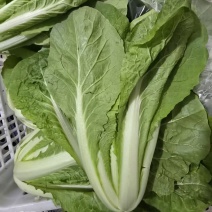 毛菜大量上市，诚信经营，产地直发，一手货源，服务周到，