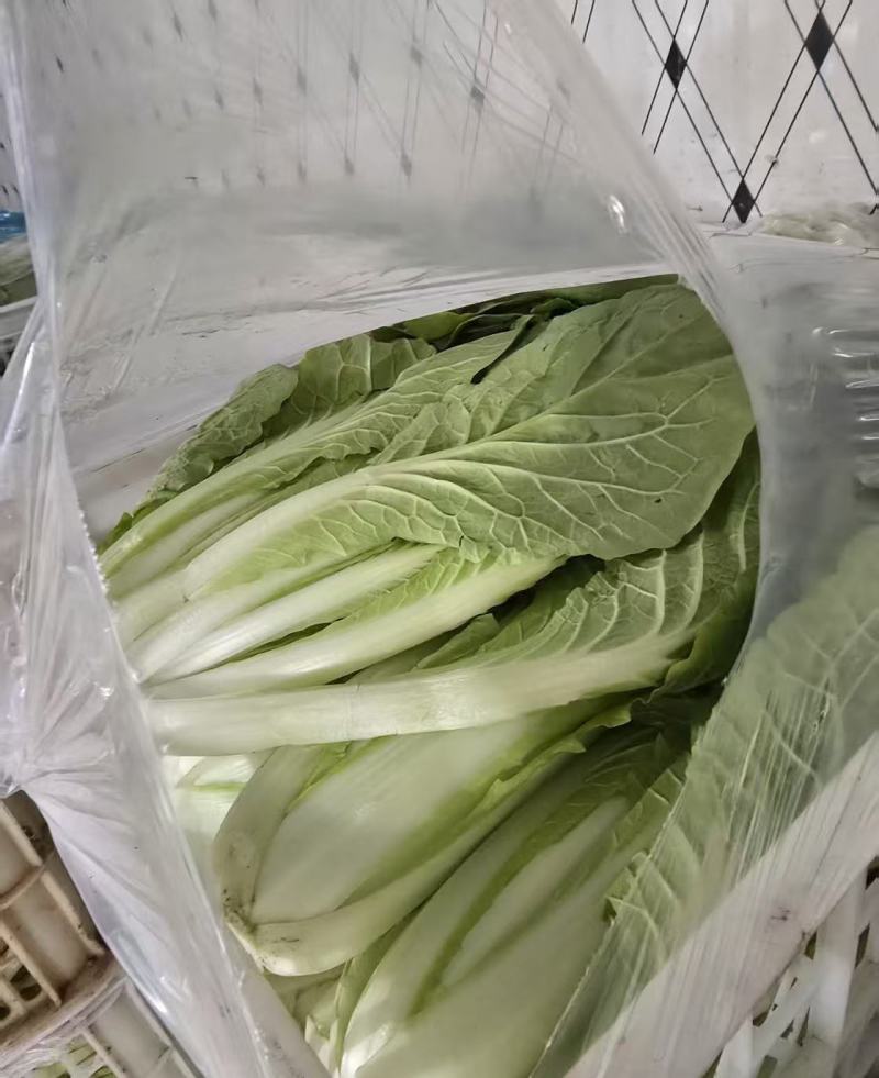 毛菜大量上市，诚信经营，产地直发，一手货源，服务周到，