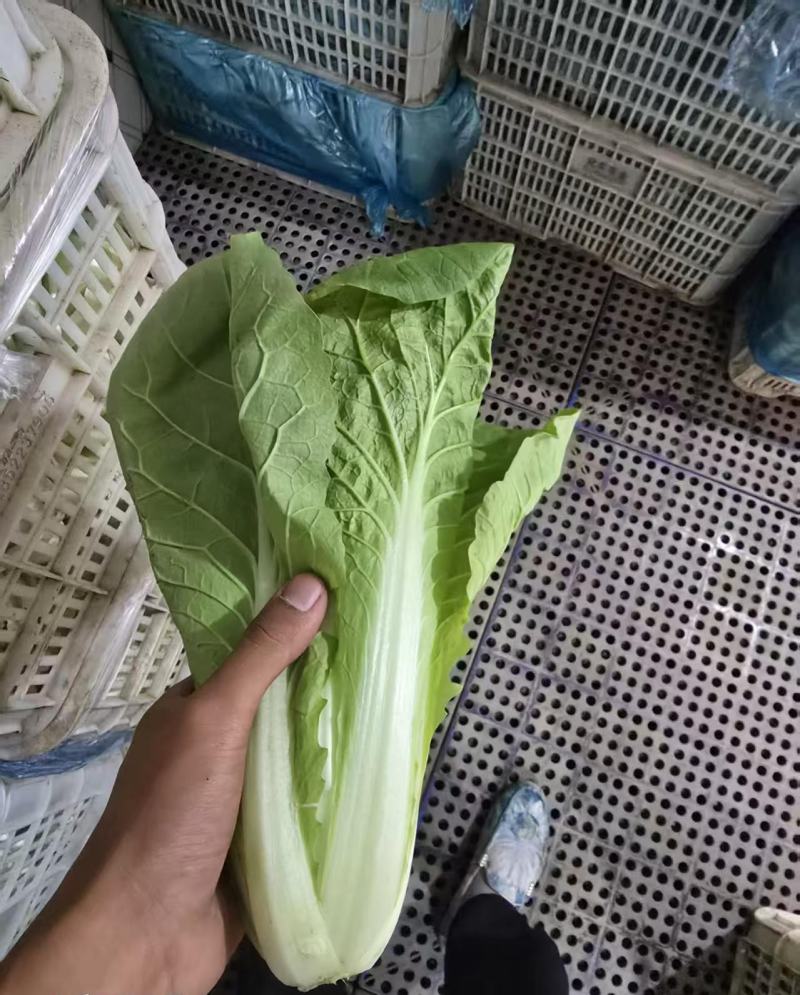 毛菜大量上市，诚信经营，产地直发，一手货源，服务周到，