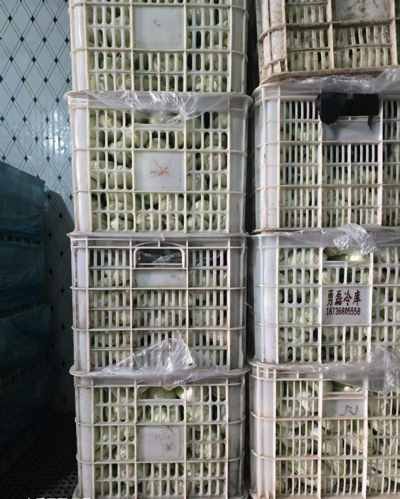毛菜大量上市，诚信经营，产地直发，一手货源，服务周到，