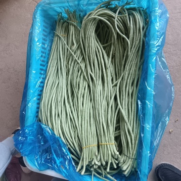 长豆角/货源充足量大从优可远程看货欢迎联系