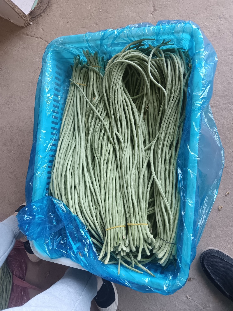 长豆角/货源充足量大从优可远程看货欢迎联系