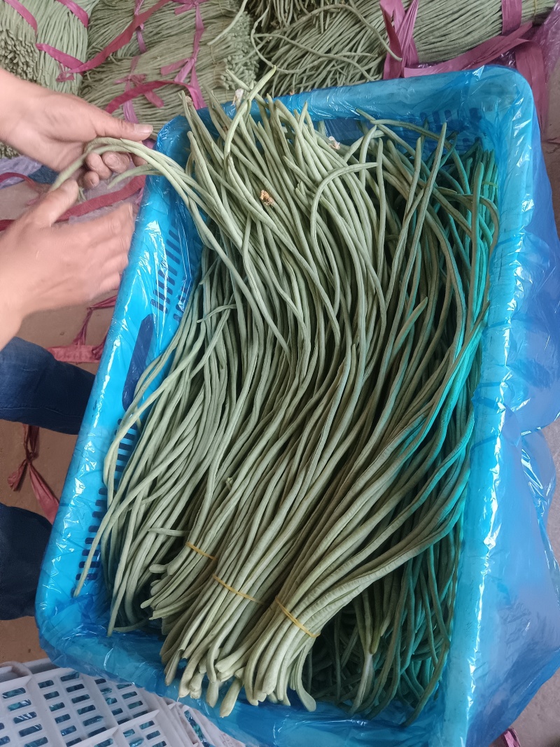 长豆角/货源充足量大从优可远程看货欢迎联系