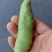 浙江台州三门县蚕豆大量上市了