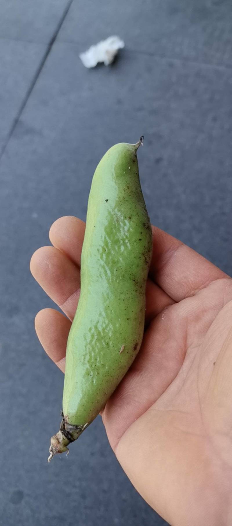 浙江台州三门县蚕豆大量上市了
