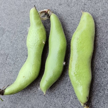 浙江台州三门县蚕豆大量上市了