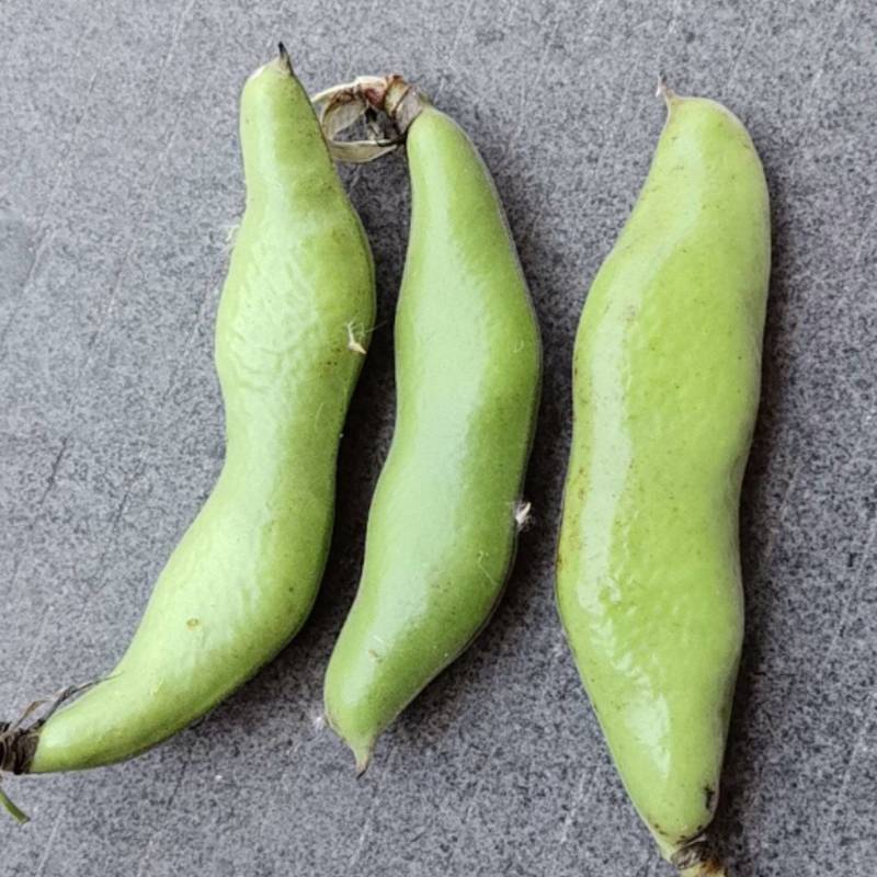 浙江台州三门县蚕豆大量上市了